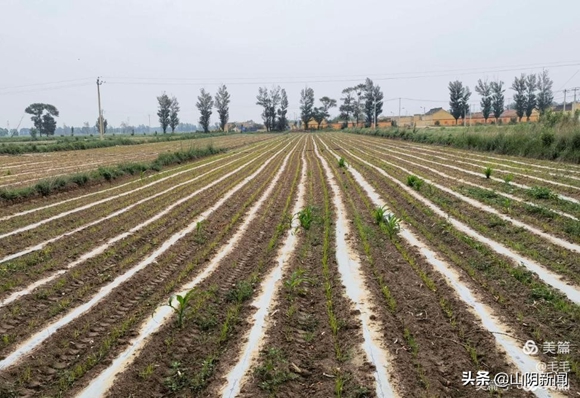 算好“四笔账”打赢乡村振兴仗——薛圐圙乡党建引领乡村振兴新“稻”路